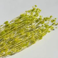 Tête de fleur de Teasel Dipsacus stabilisée, naturelle et véritable, teinte, pour artisanat DIY, arrangements floraux, décoration de mariage et cadeau