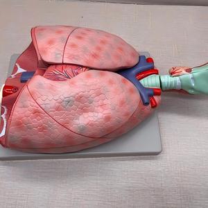 Modelo Anatómico del Sistema Respiratorio Humano - Modelo de Disección de Laringe, Pulmón y Corazón para Educación Médica y Respiratoria - Product Image 3
