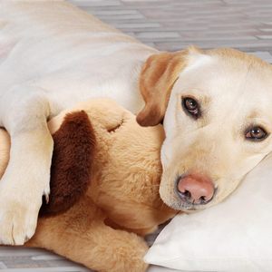 Cute Dog Heartbeat Soft <b>Plush</b> Squeaky Toy for Separation Anxiety Relief and Calming Aid <b>Cat</b> Teaser - Product Image 6