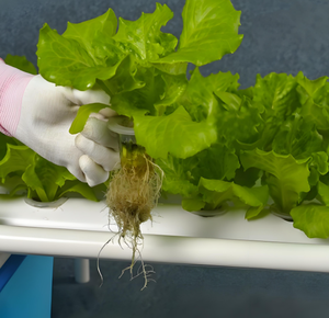 Système de plantation hydroponique vertical à spécification complète Serre en <span class=keywords><strong>tuyau</strong></span> en PVC pour laitue fraise Système hydroponique à canal NFT - Product Image 6