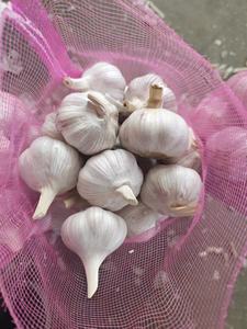 Nuovo Raccolto Aglio Fresco Cinese, Confezione in Cartone, Aglio Bianco Fresco Puro/Normale, Prezzo all'Ingrosso, Fornitore - Product Image 3