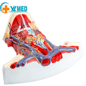 मानव गर्दन मध्य भाग संरचना शरीर संरचना मॉडल चिकित्सा विज्ञान गर्दन रक्त वाहिका और तंत्रिका शारीरिक मॉडल - Product Image 1