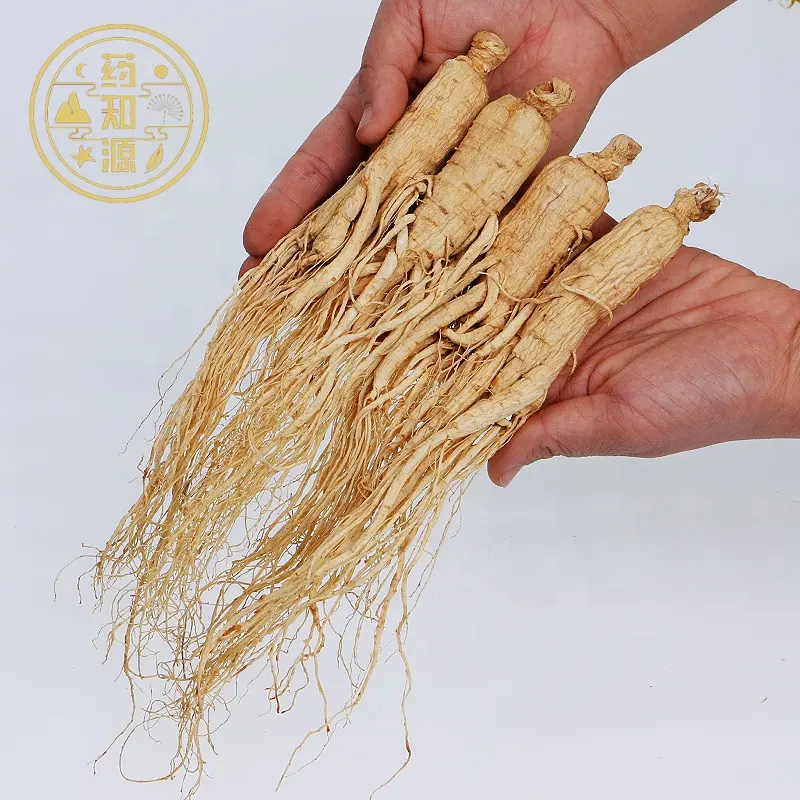 Atacado ren shen raízes chinesas naturais seca ginseng radix em massa