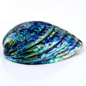 Natural <b>Abalone</b> <b>Shell</b> Premium Decorative Seashell for Jewelry Craft Home Wedding Decoration Wholesale Vietnam Exporter - Product Image 1