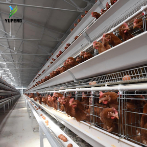 Jaula para Gallinas Tipo A, Jaulas para Gallinas Ponedoras, Equipo para Granjas Avícolas, Fácil <span class=keywords><strong>de</strong></span> Limpiar, Duradero para 1000 Gallinas - Product Image 2