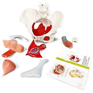 Weibliches Becken- und Perineum-Modell mit herausnehmbaren Organen, magnetischer Befestigung, anatomisches Modell der Beckenbodenmuskulatur und Gebärmutter - Product Image 3