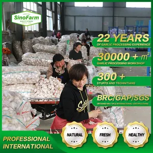 2023 नए सत्र SINOFARM ब्रांड चीनी ताजा लहसुन लाल सामान्य सफेद हाथी लहसुन ajo alho garlics कीमत के लिए थोक खाई