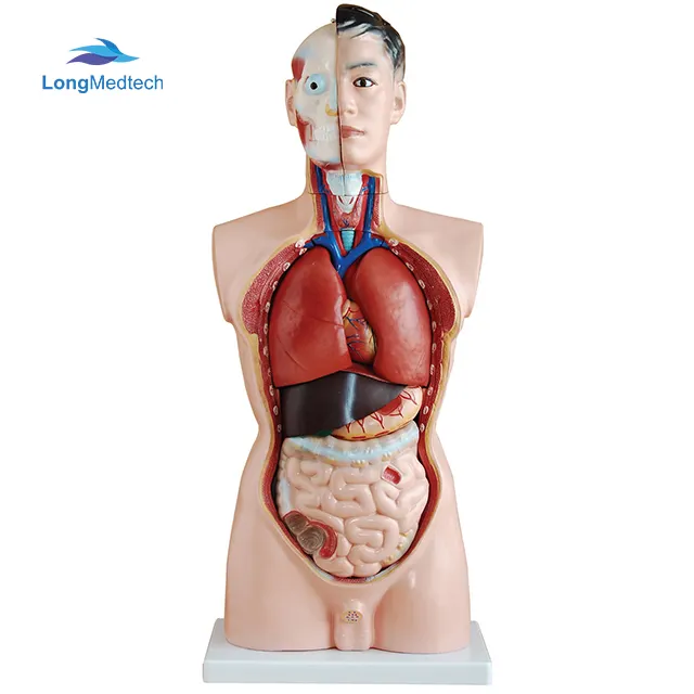 85CM 19 Parts Human Half Body Manikin Organ Teaching Model, Anatomical Human Body Torso Male Anatomy Model