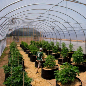 Cheap Tomato Agricultural <strong>Plastic</strong> Film <strong>Cover</strong> Low Cost Economic Tunnel <strong>Greenhouse</strong> for Vegetable - Product Image 3