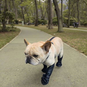 Stivali da <span class=keywords><strong>pioggia</strong></span> per cani invernali con bretelle impermeabili antiscivolo scarpe calza per cani Pet Pet zampa protettore per Bulldog passeggiate all'aperto - Product Image 1