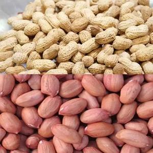 Hướng dẫn sử dụng đất Nut Lạc Nhỏ đậu phộng Peel huller Shell Loại Bỏ-Cối máy - Product Image 6