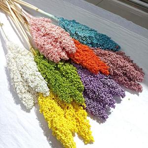Khô broomcorn hạt lúa Miến trang trí đám cưới thực sự tự nhiên khô chổi Ngô Trung Quốc bán buôn hạt phun khô sorgum hoa - Product Image 3