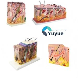Modèle 3D agrandi de la structure de la peau humaine avec anatomie du follicule pileux, <span class=keywords><strong>aide</strong></span> pédagogique <span class=keywords><strong>pour</strong></span> la biologie - Product Image 2