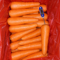 Carottes fraîches 10 kg, emballage en cartons, fournitures de carottes fraîches