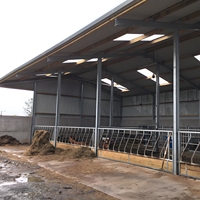 Kandang Sapi Dasar 24x60m - Tinggi Atap 4m, Lorong Pakan 12ft, 80 Sapi, Hemat Biaya