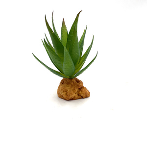 大型プランテサボテン鉢植え爬虫類植物タンク用 - Product Image 5