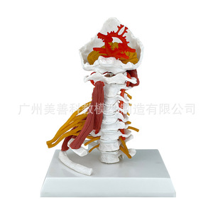 Modèle avancé des muscles de la colonne cervicale, de l'artère carotide, de l'os occipital, du disque intervertébral et des nerfs ; colonne cervicale humaine - Product Image 2