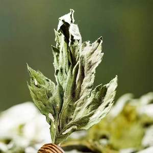 Premium dipilih tangan daun <span class=keywords><strong>Mugwort</strong></span> liar yang dipilih dengan cermat & berumur tiga tahun bahan Herbal alami untuk perawatan kaki yang efektif - Product Image 6