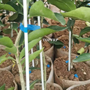 Piquets en fibre de verre haute résistance de 2 mm, 3 mm, 4 mm, tiges de soutien pour plantes grimpantes, pour arbres, tomates, raisins - Product Image 2