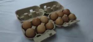 6 Cells Egg Box Mould For Small Egg Tray Production Equipment