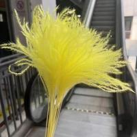 Großhandel: Boho-Trockenblumen, konserviertes Pampasgras, Phragmites, weiches Schilfgras für Thanksgiving, Ostern und Halloween Deko