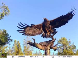 Caméra de surveillance de la faune Caméra de piste sans fil 4G KW896 avec antenne 100ft Night Range 32MP 2K Caméra d'<span class=keywords><strong>observation</strong></span> animale - Product Image 6