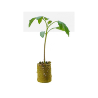 Blocs de laine de roche hydroponiques pour la culture et la propagation des plantes agricoles, pour usage en jardin, 2,7*2,7*2 cm