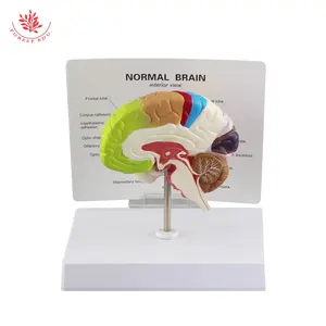 Modelo de cerebro Función cerebral Región Modelo de división de color Modelo de anatomía del cerebro humano Construcción de la arteria humana de los nervios cerebrales