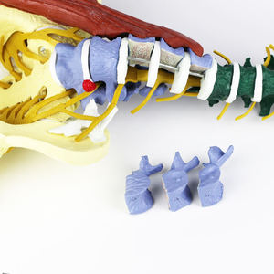 نموذج العمود الفقري القطني المرن الملون بحجم طبيعي 85 سم مع العضلات والأعصاب في منطقة الفخذ والحوض، نموذج تعليمي طبي تشريحي حاصل على شهادتي CE وISO - Product Image 2