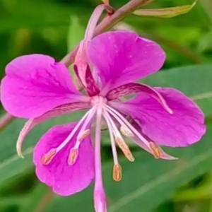 Vollständig wasser lösliches hochreines Weiden kraut Pulver Weiden kräuter extrakt Pulver Großer Vorrat - Product Image 2