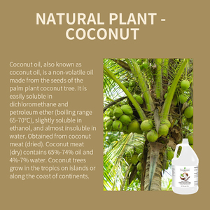 <span class=keywords><strong>Olio</strong></span> <span class=keywords><strong>di</strong></span> <span class=keywords><strong>Cocco</strong></span> Frazionato <span class=keywords><strong>Vergine</strong></span> <span class=keywords><strong>Biologico</strong></span> 100% Naturale all'Ingrosso, <span class=keywords><strong>Olio</strong></span> Vettore per Capelli e Massaggi Corpo, Confezione da 1L/3.76L - Product Image 3