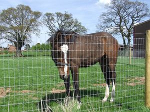 8 'квадратный конский забор с Фиксированным Узлом Забор фермерское поле забор - Product Image 5