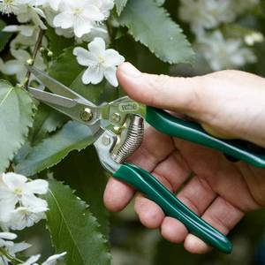 <span class=keywords><strong>Prezzo</strong></span> di fabbrica la cassa Wasabi perfetto regalo in crescita per un amante della cucina <span class=keywords><strong>giapponese</strong></span> - Product Image 6