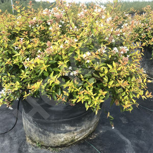 HOKBG, gran oferta, bolsa de cultivo de tela tejida PP de 20 galones y 80 litros para maceta de vivero, bolsa para Abelia grandiflora - Product Image 5