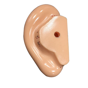 Modelo de Acupuntura de Oído Humano Más Vendido (13 cm) para Exhibición de Puntos de Acupuntura y Enseñanza de Práctica - Product Image 3
