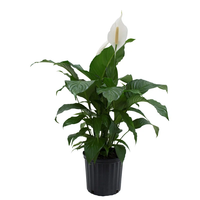 Tanaman Lily Buatan dengan Pot Berkualitas Tinggi, Realistis, Ramah Lingkungan, Bonsai Peace & Calla Lily untuk Dekorasi Rumah dan Taman