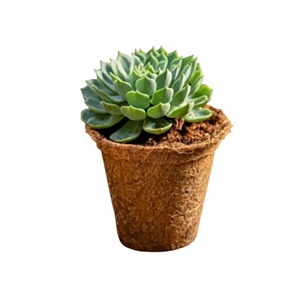 Pot en fibre de coco écologique - Contenant de culture biodégradable pour semis de plantes de jardin - Product Image 6