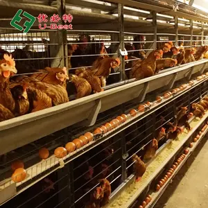 Low Price 4 Tier Automatic H Type Broiler Battery Cage System Broiler Chicken House Poultry Farm