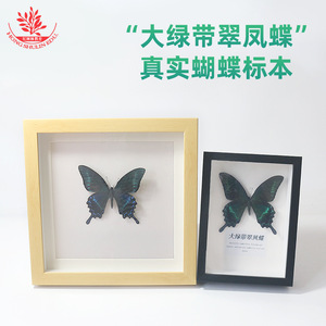 Spécimens de papillons, magnifiquement encadrés dans des cadres en bois avec des couvercles transparents, expositions, ornements, décorations de mariage, etc. - Product Image 3