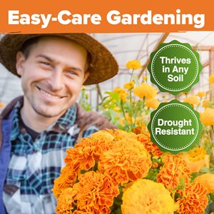 Qualité supérieure Crackerjack Marigold Set Home Grown Outdoor Garden Flower <span class=keywords><strong>Pot</strong></span> Europe Design Nursery Bulk Desktop Floor Use - Product Image 6