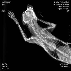 32 Kw Yüksek Frekanslı Dijital Veteriner Dr <span class=keywords><strong>X</strong></span>-<span class=keywords><strong>ray</strong></span> Küçük Hayvan Röntgeni Floroskopi Ekipmanı Sabit Veteriner Köpek Röntgen Cihazı - Product Image 2