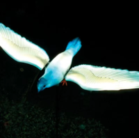 Décoration lumineuse LED Boyid en forme d'oiseau, couleurs vives, dynamique automatique, pigeon pour éclairage de parc, lampe décorative pour jardin