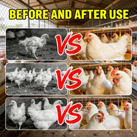 Stimulant de croissance pour poulets de chair : Additif alimentaire avec acides aminés de qualité alimentaire et soutien vitaminique