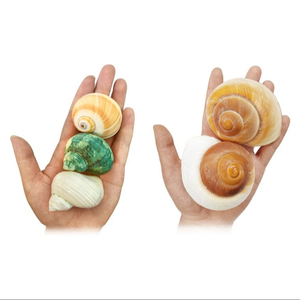 <span class=keywords><strong>Aquarium</strong></span> Decoratieve Materialen Natuurlijk <span class=keywords><strong>Aquarium</strong></span> Microlandschap Heremiet Krab Schelp Schelp Zeeschelpen Zeeschelp - Product Image 1