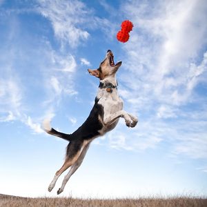 Wholesale New Design Tough <b>Natural</b> Rubber Treat Dispensing Indestructible Dog Toy Pet Chew Toy for Aggressive Chewers - Product Image 6