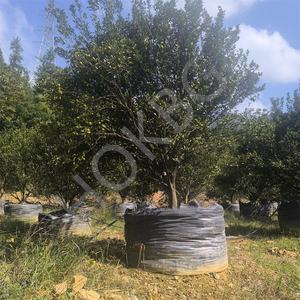 HOKBG, venta al por mayor, barato, <span class=keywords><strong>100</strong></span> galones, 400 <span class=keywords><strong>litros</strong></span>, 90x65cm, <span class=keywords><strong>maceta</strong></span> de plástico negro, jardín al aire libre, flor, vivero, bolsa de cultivo de plantas para mandarina - Product Image 1