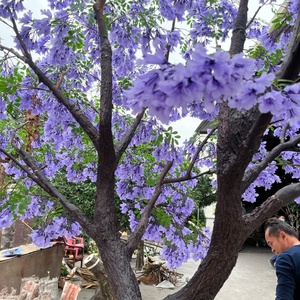 Nouveaux produits populaires : Grand arbre fleuri artificiel en <span class=keywords><strong>Jacaranda</strong></span> violette pour la décoration de mariage - Product Image 3