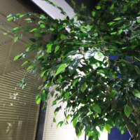 Bon marché Prix Naturel Real Touch Banyan Arbres Grand Ficus Décoratif En Plastique Arbre Hôtel Intérieur Église Décoratif
