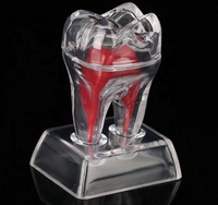 Boîte de dents artificielles standard pour la pratique dentaire des étudiants, dents naturelles agrandies, CE/ISO