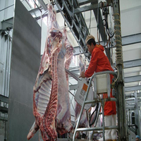 Abattage de bovins avec équipement d'abattage halal, machines de boucherie